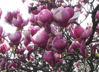 Магнолія Суланжа 3 річна, Магнолия Суланжа, Magnolia X soulangeana