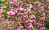 Магнолія Суланжа 3 річна 0,6-0,8м, Магнолия Суланжа, Magnolia X soulangeana, фото 4