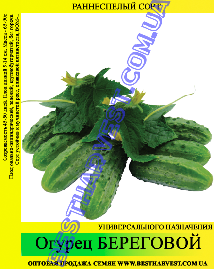 Насіння огірка "Береговий" 0,5 кг