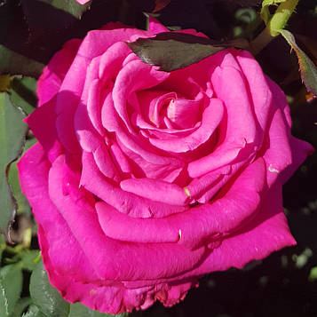 Черрі О ( Cherry-Oh)