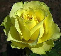 Роза Супер Грин. (в). Чайно-гибридная роза.