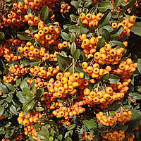 Пираканта ярко-оранжевая Оранж Глоу (Pyracantha coccinea Orange Glow)(Контейнер Р9)