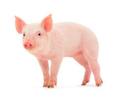 Премікси та БМВД для свиней