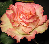 Троянда Дует. (в). Чайно гібридна троянда, фото 3