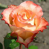 Троянда Дует. (в). Чайно гібридна троянда, фото 4