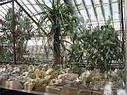 Оранжереї, фото 7