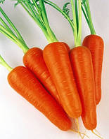 Насіння моркви СВ 3118 ДШ F1 (SV 3118 DH F1) (фракція 1,6-1,8) 1 000 000 насінин Seminis (Голландія)