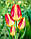 Цибулини тюльпанів Florette (мультиф), фото 4