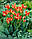 Цибулини тюльпанів Florette (мультиф), фото 3