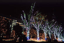 Новорічне оформлення дерев світлодіодними гірляндами. LED гірлянда на дерева ПРОМІНЬ-3