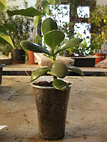 Красула, Грошове дерево, Товстянка (саджанці)