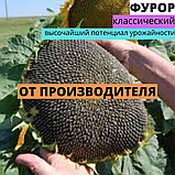 Батьківські форми гібриду соняшника Фурор АМ, фото 3