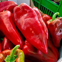 Насіння перцю Каптур F1 (Kaptur F1) 500 насінин Seminis (Голландія)