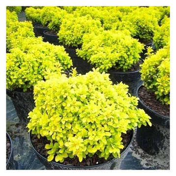 Барбарис Тунберга Golden Zwerg 2 річний, Барбарис Тунберга Голден Зверг, Berberis thunbergii Golden Zwerg, фото 1
