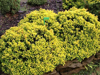 Барбарис Тунберга Golden Zwerg 2 річний, Барбарис Тунберга Голден Зверг, Berberis thunbergii Golden Zwerg, фото 3
