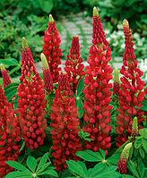 Люпин червоний My Castle, корінь