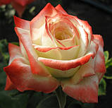 Троянда Імператриця Фарах. (в). Чайно-гібридна троянда, фото 3