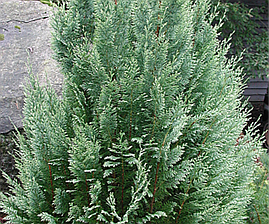 Кипарисовик Лавсона White spot 2 річний, Кипарисовик Лавсона Вайт Спот, Chamaecyparis Lawsoniana White spot, фото 4