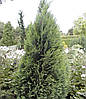 Кипарисовик Лавсона White spot 2 річний, Кипарисовик Лавсона Вайт Спот, Chamaecyparis Lawsoniana White spot, фото 8