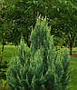 Кипарисовик Лавсона White spot 2 річний, Кипарисовик Лавсона Вайт Спот, Chamaecyparis Lawsoniana White spot, фото 9