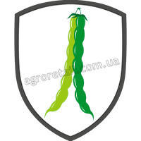 Насіння квасолі