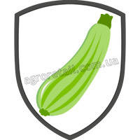 Насіння кабачків