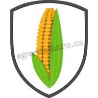 Насіння кукурудзи