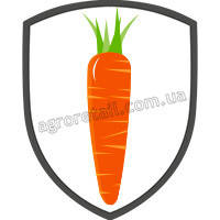 Насіння моркви