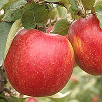 Яблуня зимова Джонаголд Декоста. Саджанці ВКС.