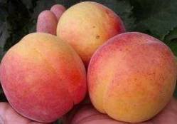 Абрикос NGA 19 (Колобок). Саджанці з ОКС.