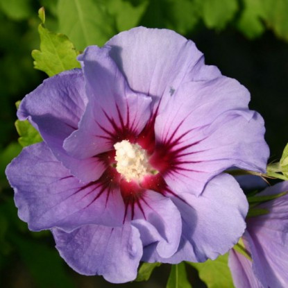 Саджанці гібіскусу садового Marina, фото 1