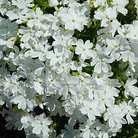 Флокс шиловидний Вайт Делайт (Phlox subulata White Delight)(Контейнер Р9)