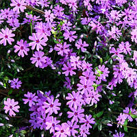 Флокс Столоносный Пурпуреа (Phlox stolonifera Purpurea)(Контейнер Р9)