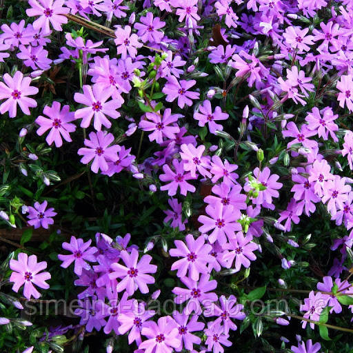 Флокс Столоносный Пурпуреа (Phlox stolonifera Purpurea)(Контейнер Р9) - фото 1 - id-p1136198653