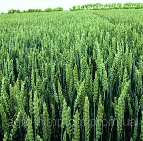 Пшениця яра (дворучка) Маттус Німеччина - 1 репродукція, фото 1