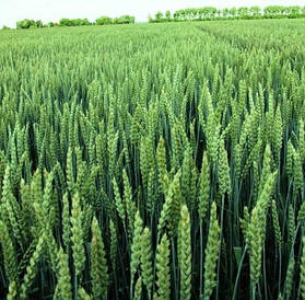 Пшениця яра (дворучка) Маттус Німеччина - 1 репродукція