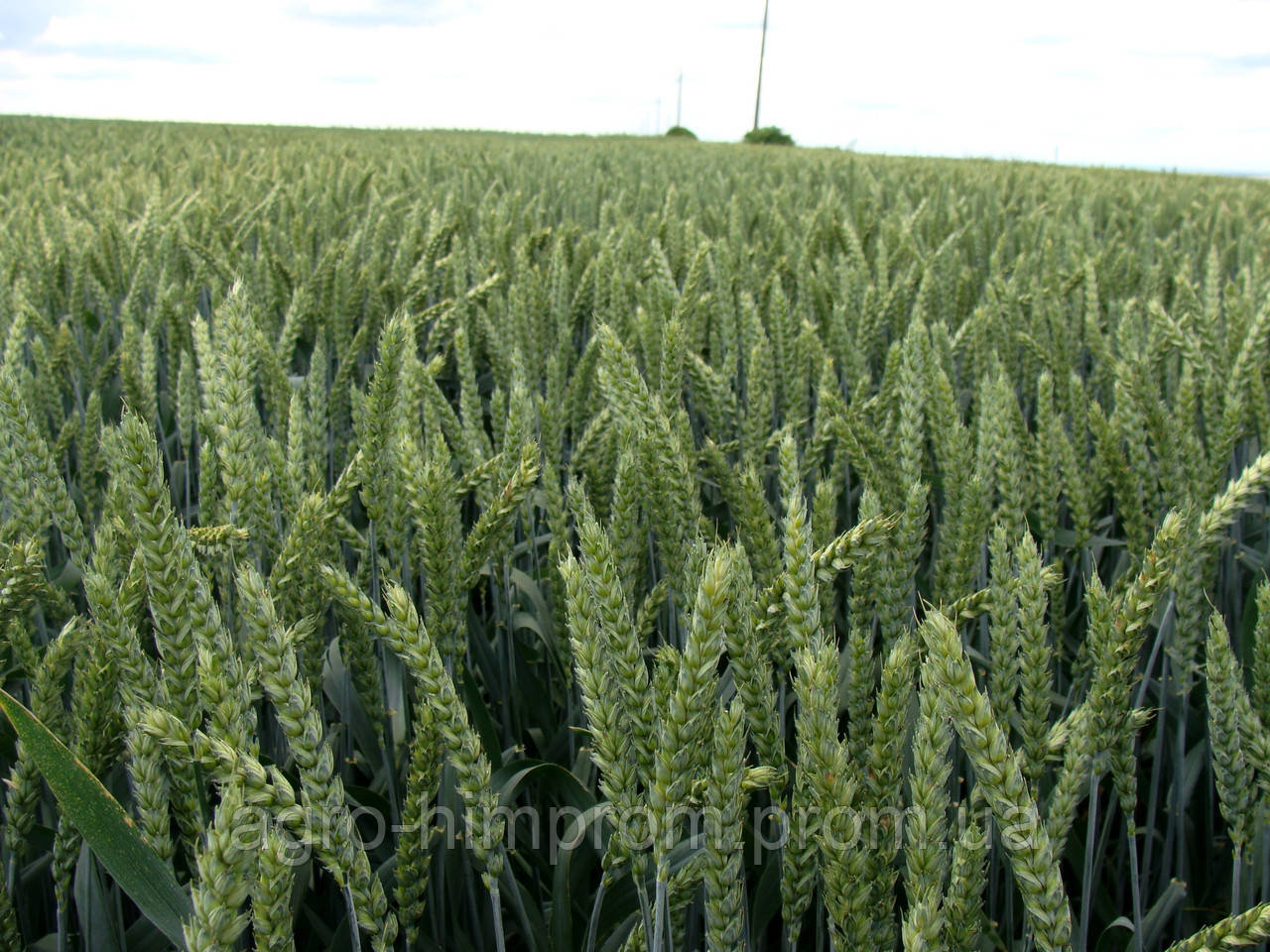 Пшениця Яра Гранус, Німеччина 1 репродукція