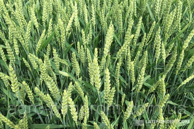 Пшениця яра Леннокс (дворучка) Німеччина; 1 репродукція