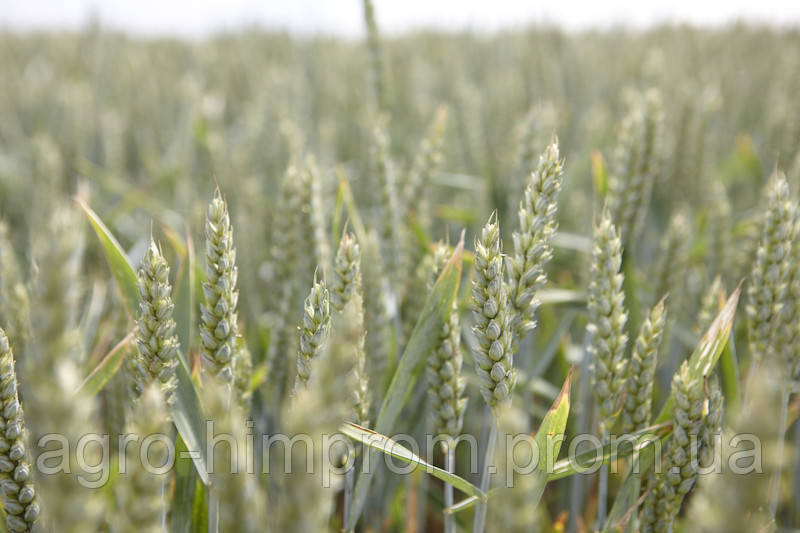 Пшениця яра Шірокко, Німеччина; 1 репродукція