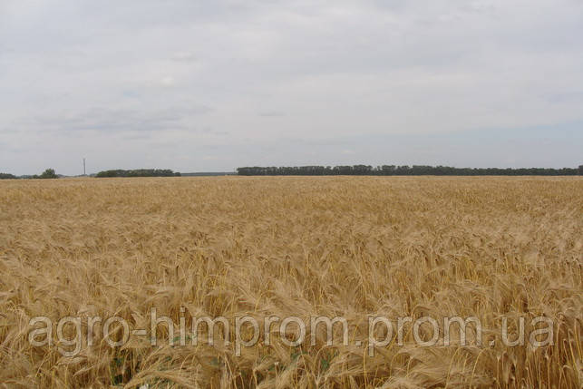 Ячмінь ярий дев'ятий вал (дворучка) 1 репродукція / Ячмінь ярий Дев'ятий вал