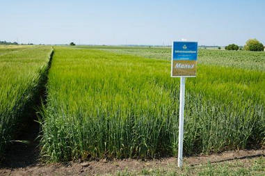 Насіння ярого Ячменя Мальз - Чехія / семеня Ячменю ярого Мальз; 1 репродукція