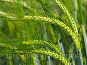 Насіння пивовареного Ячменю Одісей / Насіння Ячменю Одисей 1 репродукція