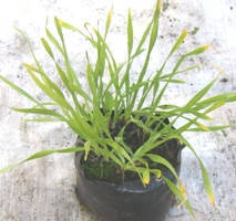 Лук слизун Скайнопродіум. Саджанці в контейнерах Д12.