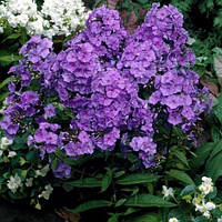 Флокс метельчатый Аметист (Phlox paniculata Amethyst)(Контейнер С2)