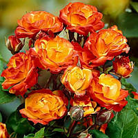 Саджанці троянди рабатової помаранчевої- 1 кущ