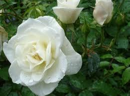 Саджанці троянди великоквіткової білої - 1 кущ - фото 1 - id-p1135715865