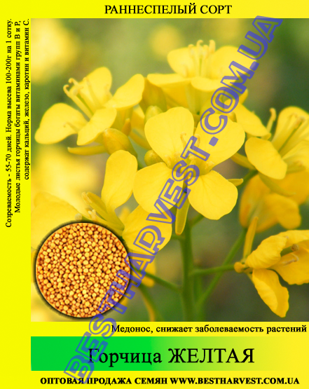 Семена Горчица желтая 1 кг - фото 1 - id-p35525487