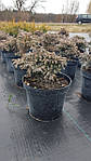 Кипарисовик горохоплідний, Chamaecyparis pisifera 'Boulevard', фото 3