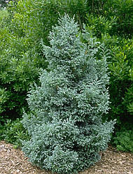 Кипарисовик горохоплідний, Chamaecyparis pisifera 'Boulevard'