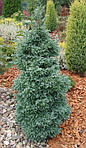 Кипарисовик горохоплідний, Chamaecyparis pisifera 'Boulevard', фото 6